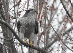 American Goshawk, © Ben Meredyk/iNaturalist, some rights reserved (CC-BY)