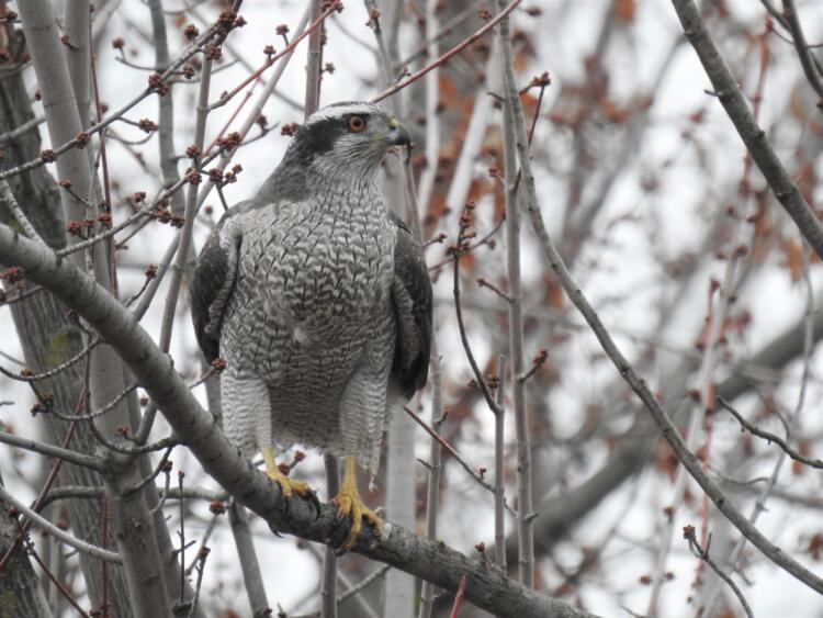 American Goshawk, © Ben Meredyk/iNaturalist, some rights reserved (CC-BY)
