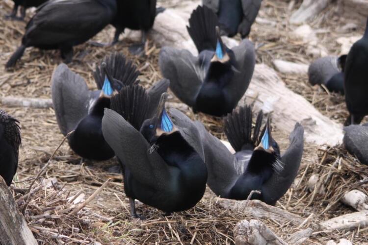 Brandt's cormorant is a Watch List species. They nest on islands and rocky headlands along the Oregon coast and forage in Nearshore waters. 