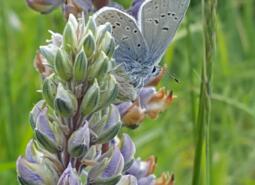 Fender's Blue Butterfly on lupine in the Mount Richmond conservation easement.