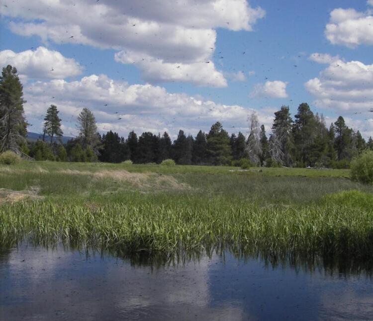 Forest and wetland habitats in the Klamath Marsh/Williamson River Conservation Opportunity Area, State Wildlife Action Plan