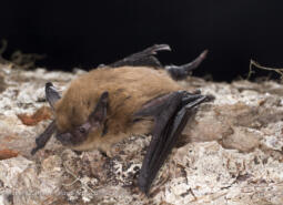 California Myotis on tree