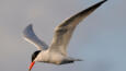 Caspian Tern