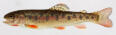 Coastal-cutthroat-trout_Doug-Markle_460.jpg