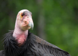 California Condor