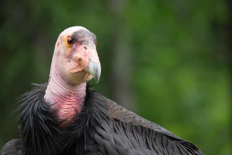 California Condor