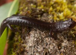 Del Norte Salamander