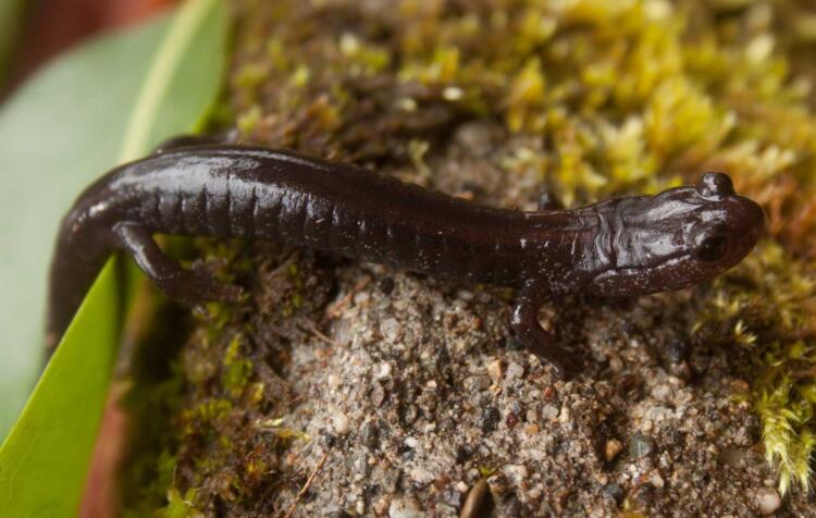 Del Norte Salamander