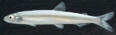 Eulachon-juvenile_Doug-Markle_460.jpg