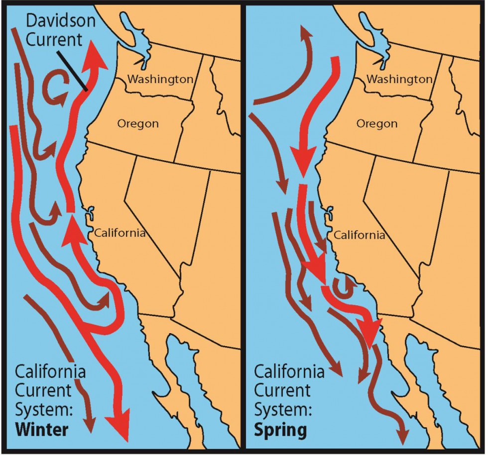 Seasonal variation in the California Current System