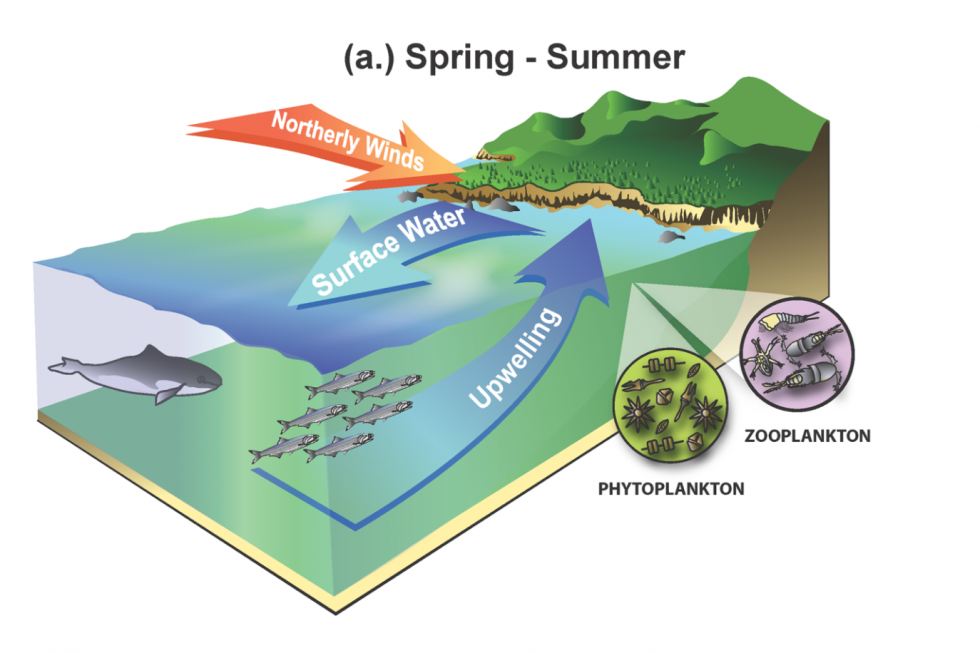 Spring-summer upwelling
