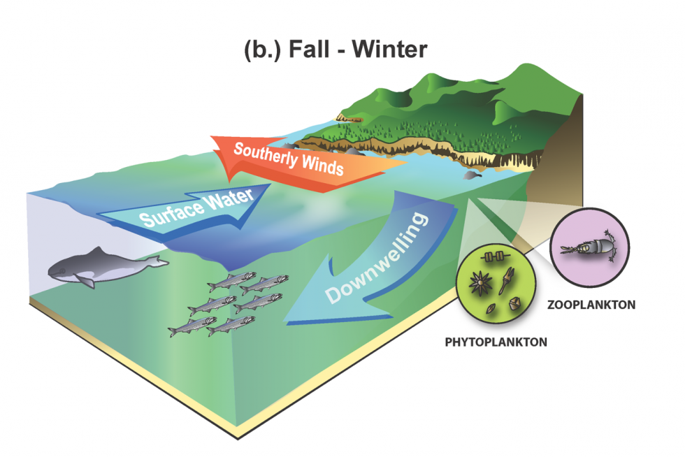 Fall winter downwelling