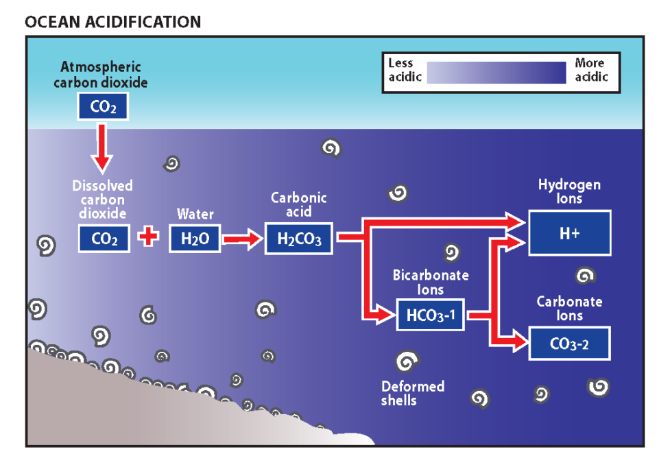 Strategy Spotlight: Ocean Acidification – State Wildlife Action Plan