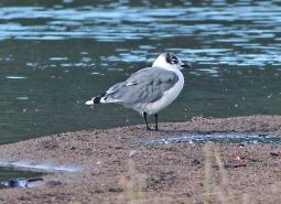 Franklin's Gull