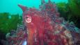 Giant_Pacific_Octopus_Janna_Nichols_460.jpg