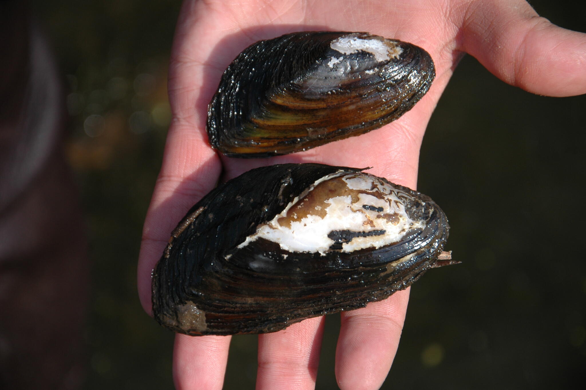 Mussell Rake Western Ridged Mussel – State Wildlife Action Plan