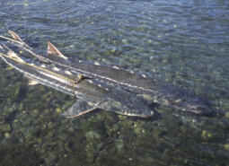 Green Sturgeon