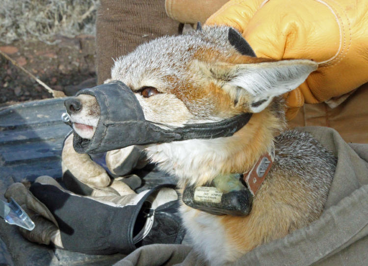 A GPS collar is placed on a kit fox to help ODFW understand where and how the species moves through SE Oregon.