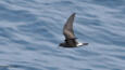 Leach's Storm-Petrel