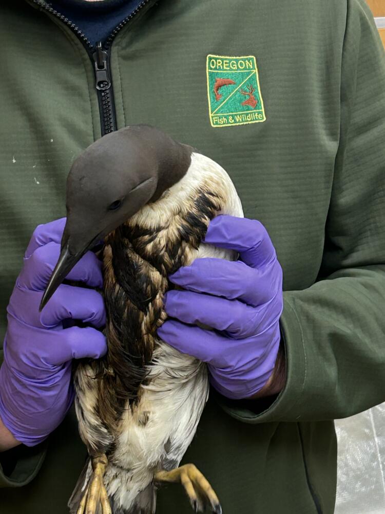 Image of ODFW biologist holding an oiled Common Murre following the Mystery Oil Spill