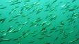Pacific-Herring_Janna_Nichols_460.jpg