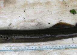 Pacific Lamprey