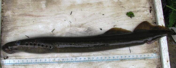 Pacific Lamprey