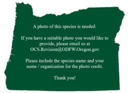 Photo is needed for this SGCN.