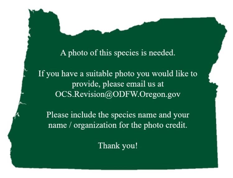 Photo is needed for this SGCN.