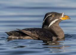 Rhinoceros Auklet