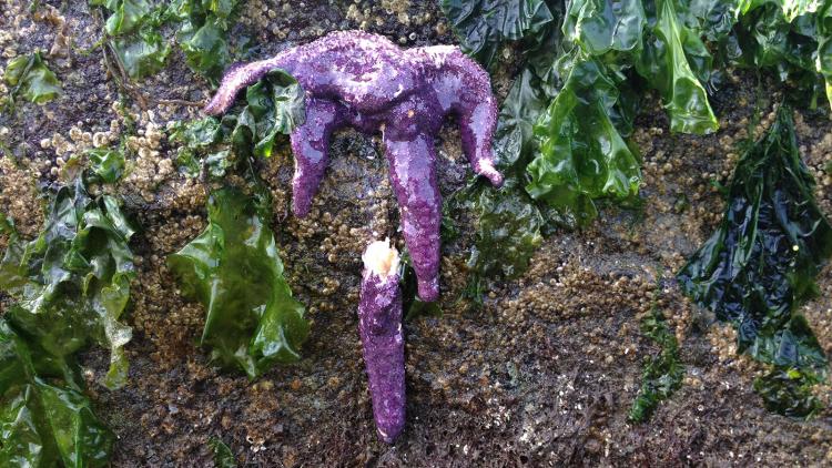 Ochre star affected by sea star wasting syndrome