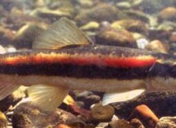 Photo Credit: US Forest Service