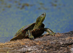 Western Painted Turtle on a log