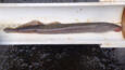 Western River Lamprey