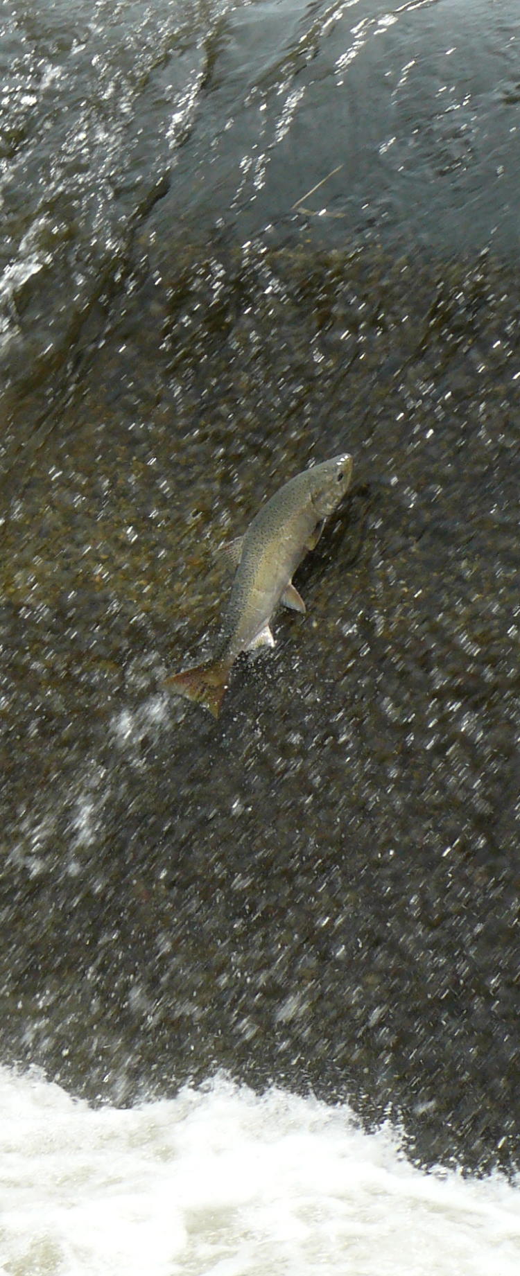 A Spring Chinook leaping at Nursery Bridge Dam in the Walla Walla River near Milton-Freewater, Oregon.
