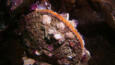 Rock Scallop